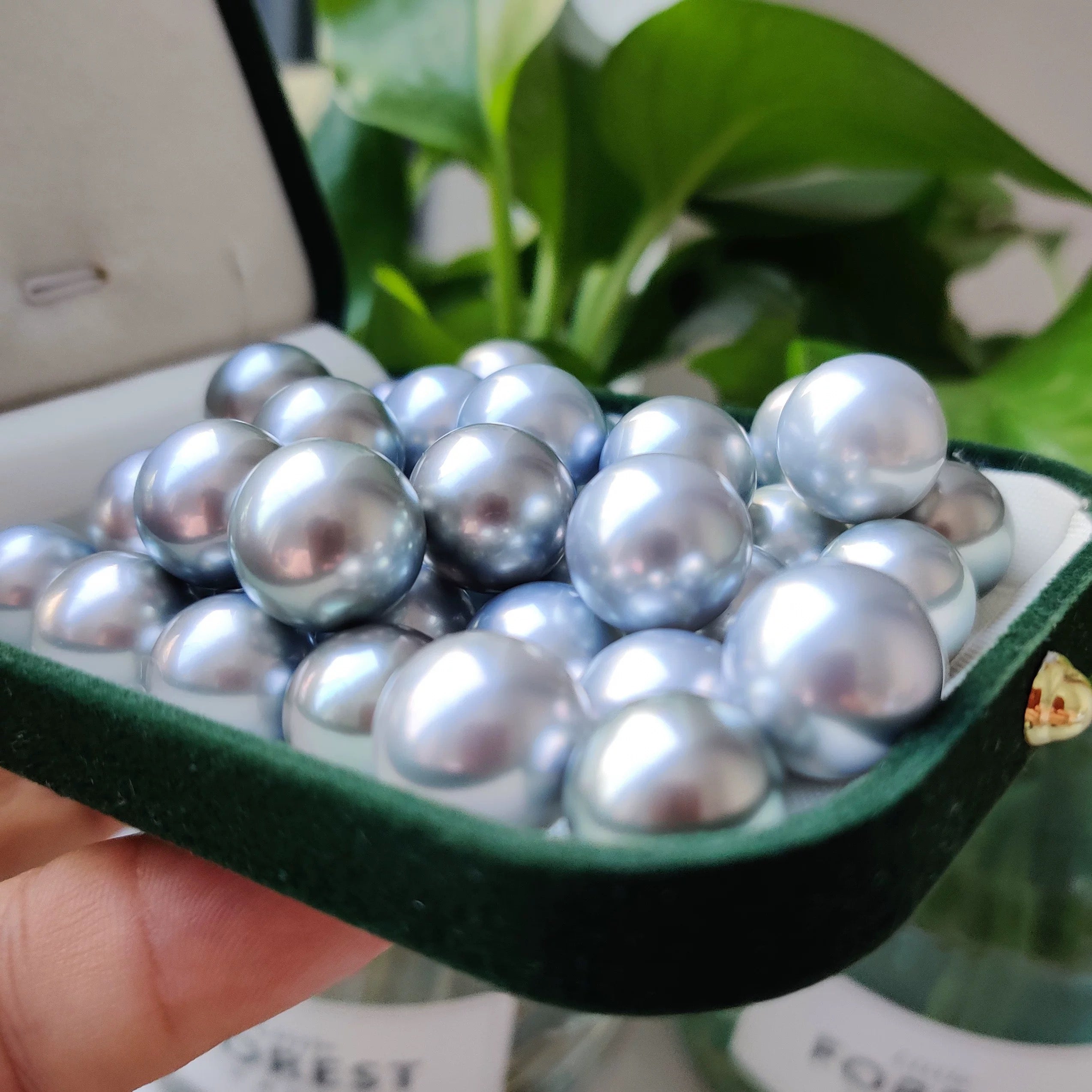 Silver Starlight Edison Pearl Blueish-Silver Luster | Live Opening
