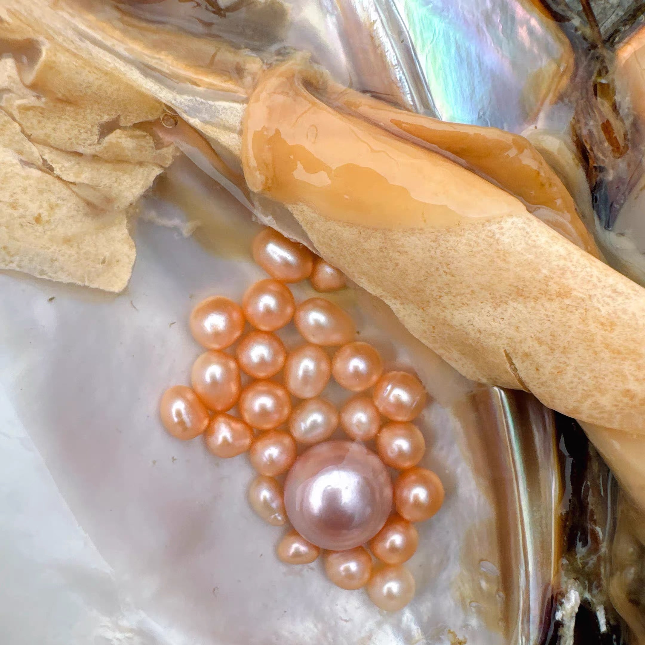Luminous Rose Gold Edison Premium Round Pearl | Live Opening